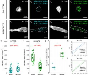 Figure6_Miczan_et_al_2020_Cerebral_Cortex