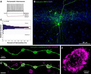 JNeurosci_2018