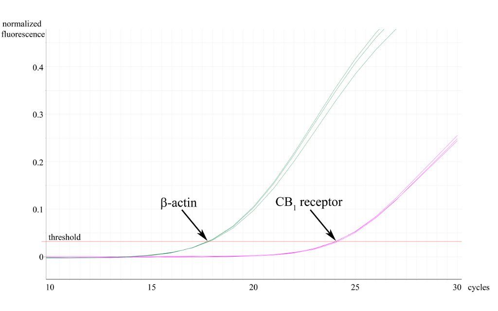 realtime3paralell_katonalab